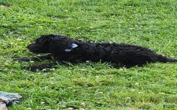 Labradoodle dogs for sale: Pistol - Image 5
