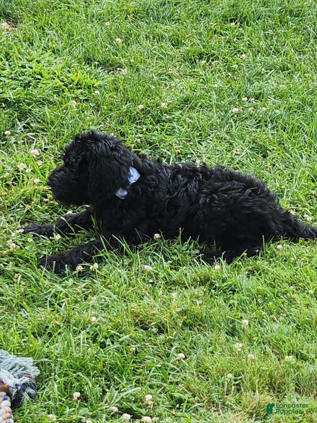 Labradoodle dogs for sale: Pistol - Image 5