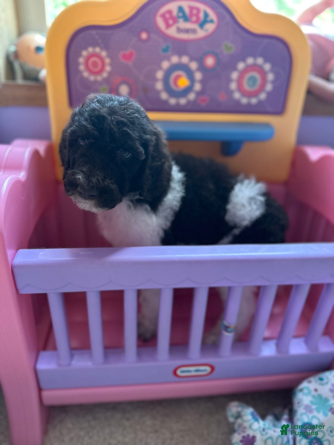 Aussiedoodle dogs for sale: Oscar - Image 2