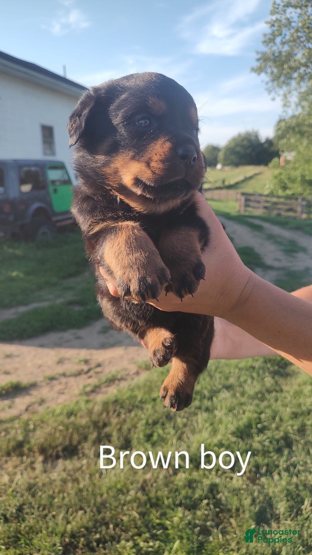 Rottweiler dogs for sale: Brown - Image 3