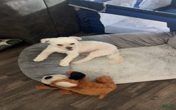 Maltipoo dogs for sale: Ghost - Image 9