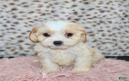 Cavapoo dogs for sale: Cavapoo 7 puppies - Image 25