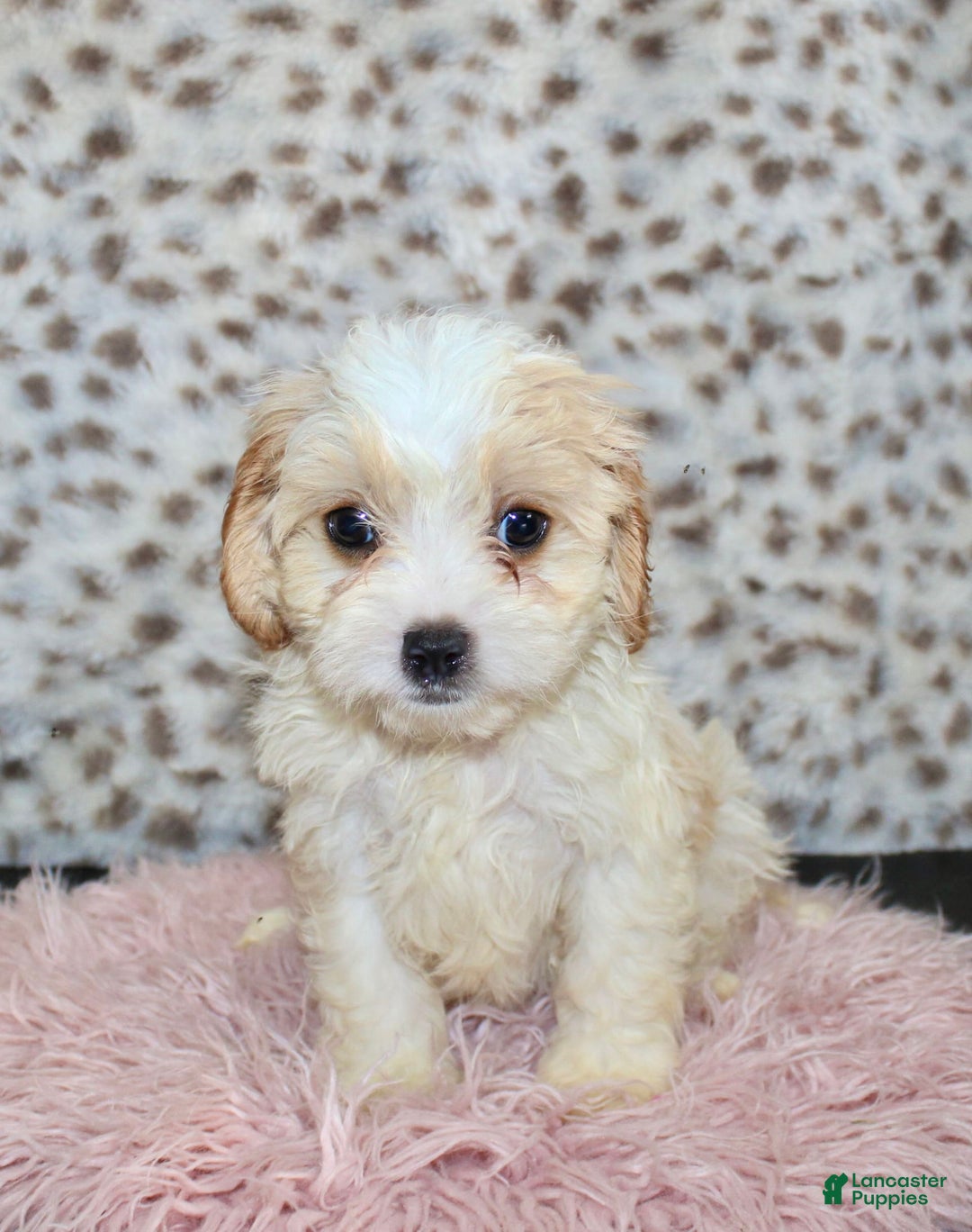 Cavapoo dogs for sale: Cavapoo 7 puppies - Image 25