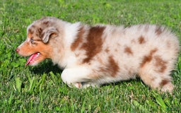Australian Shepherd dogs for sale: Axel - Image 3