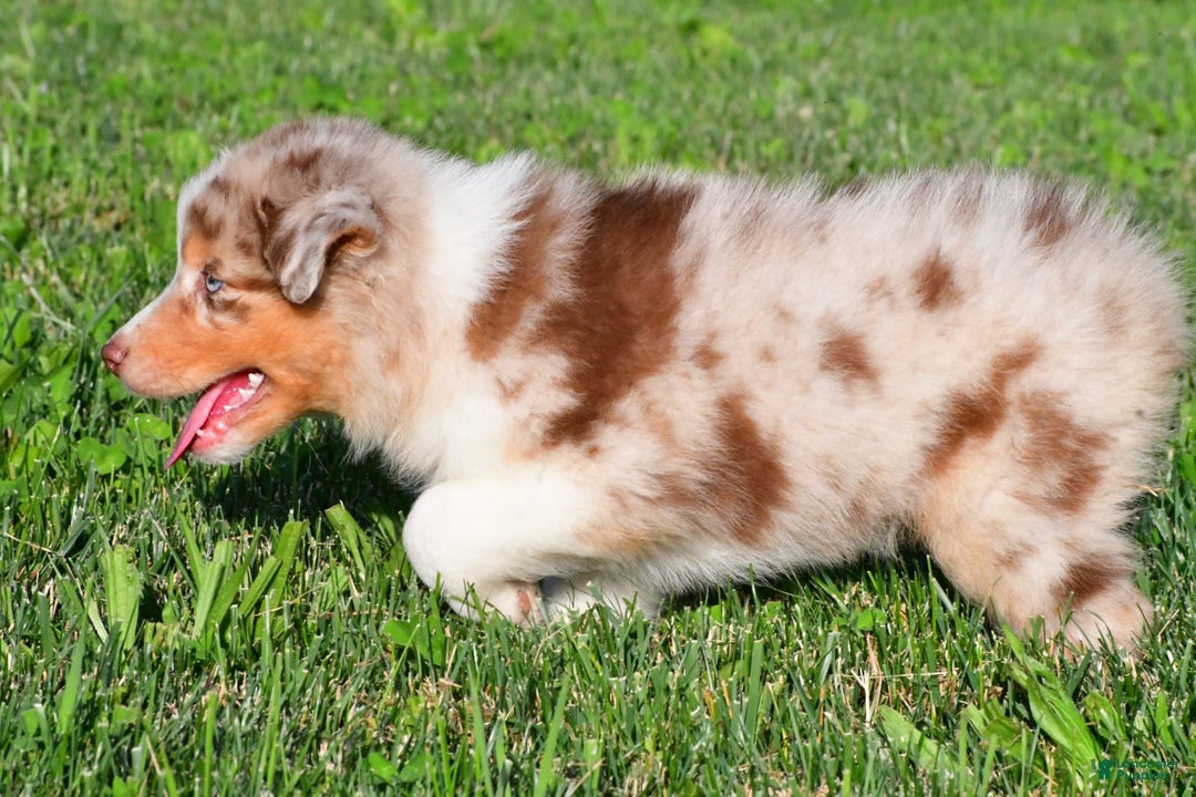 Australian Shepherd dogs for sale: Axel - Image 3
