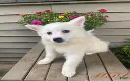 American Eskimo dogs for sale: Tessa - Image 8