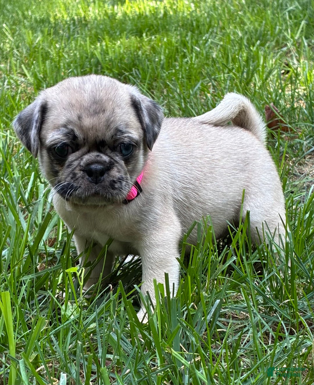 Pug dogs for sale: Pug 4 puppies - Image 3