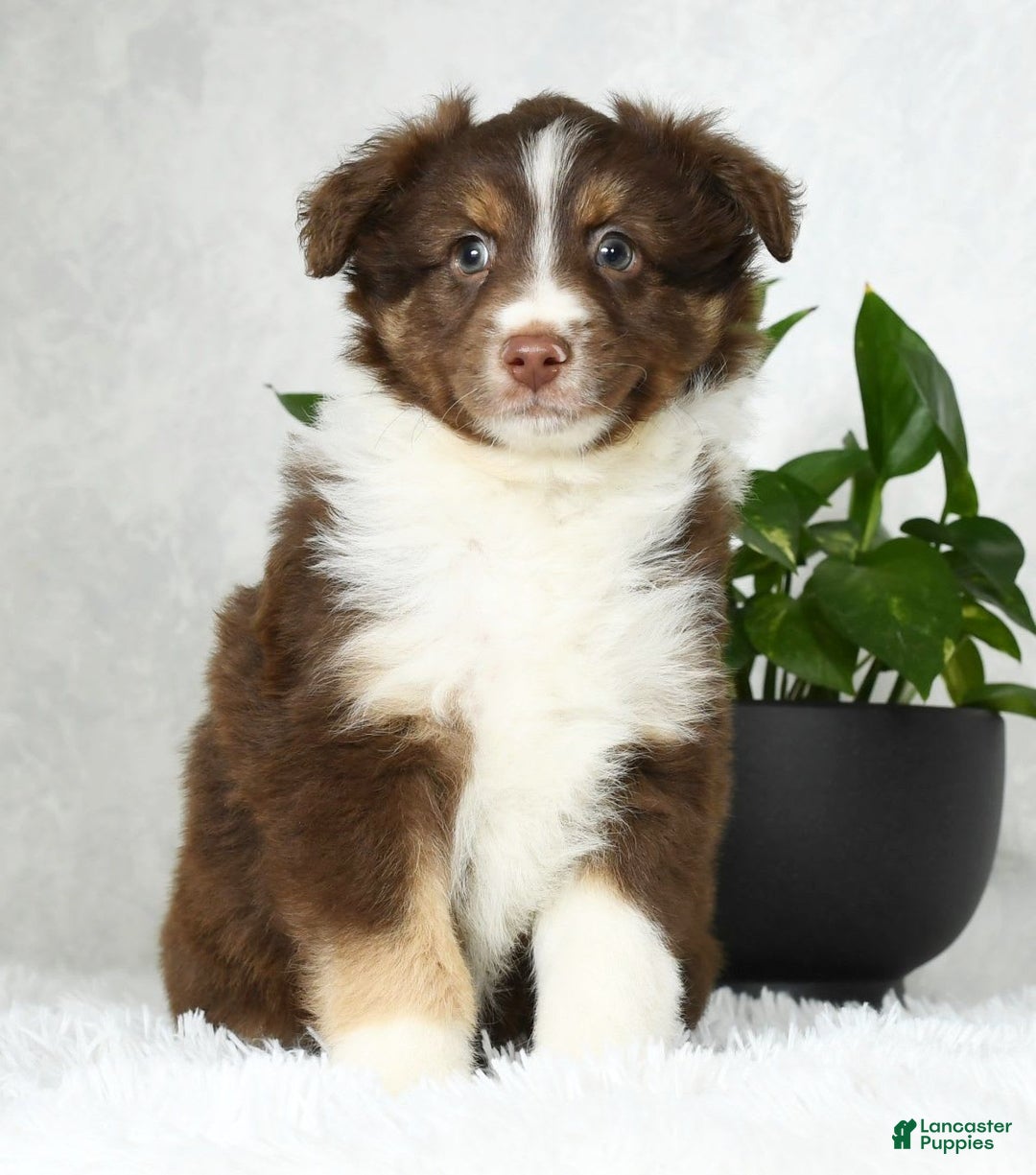 Australian Shepherd dogs for sale: Buster - Image 5