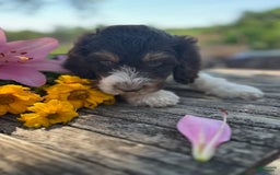 Bernedoodle dogs for sale: Gemma - Image 6