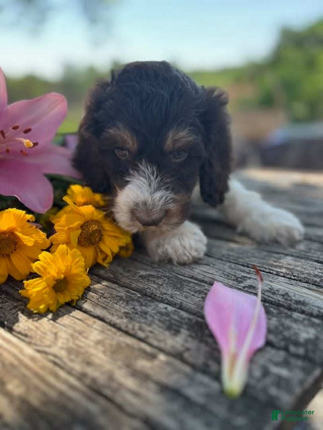 Bernedoodle dogs for sale: Gemma - Image 6