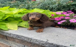 Dachshund dogs for sale: Denver - Image 6