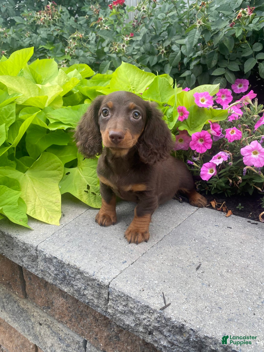 Dachshund dogs for sale: Denver - Image 6
