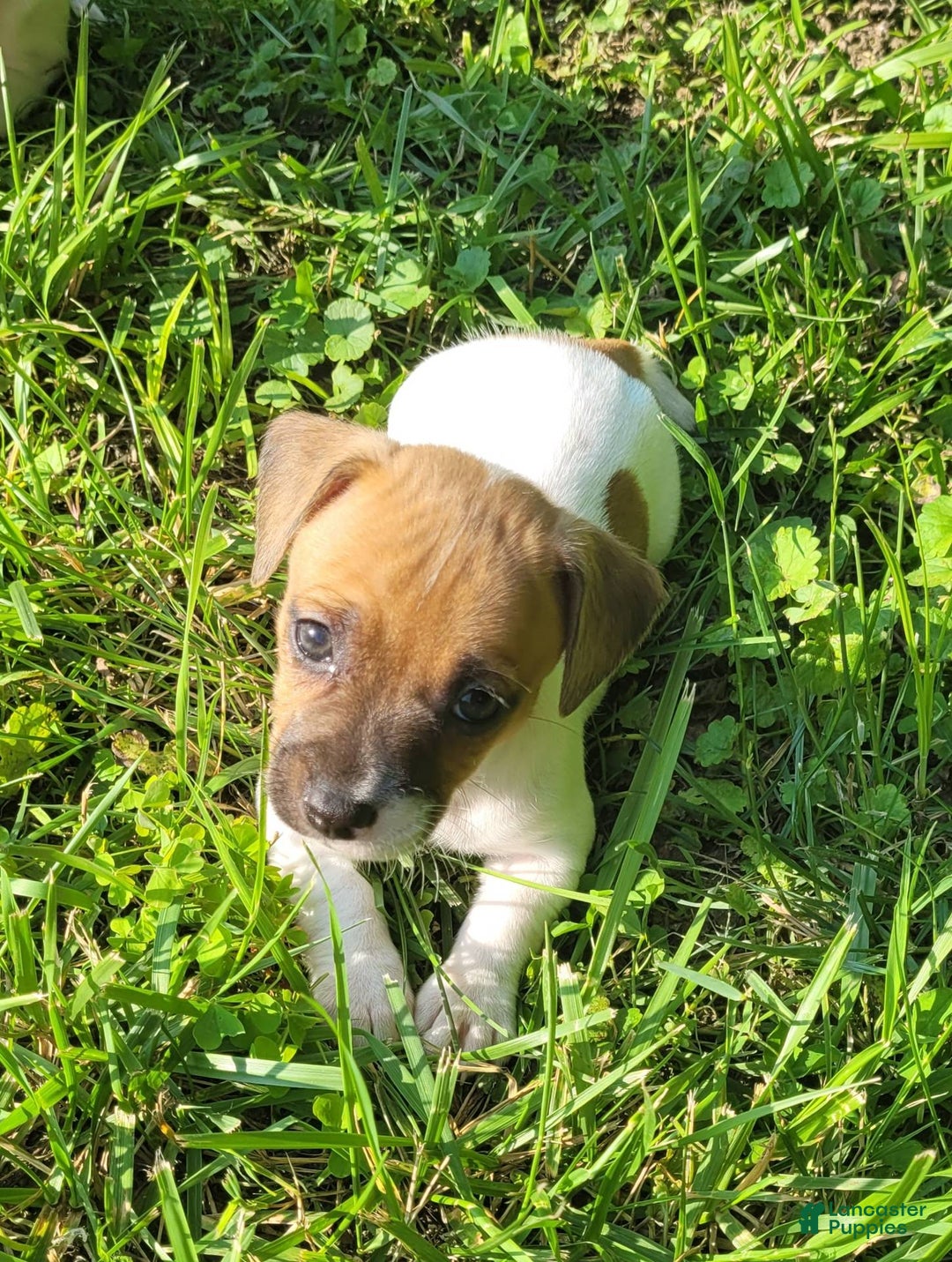 Jack Russell Terrier dogs for sale: Jack Russell Terrier Peppy - Image 1