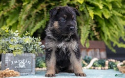 German Shepherd dogs for sale: Alia - Image 2