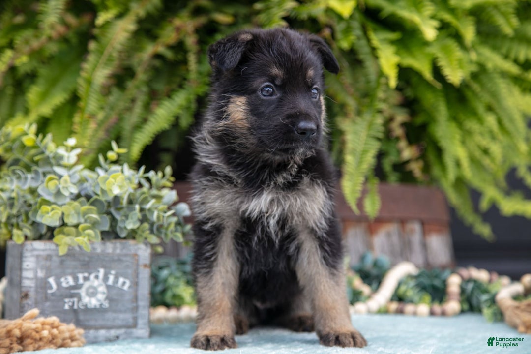 German Shepherd dogs for sale: Alia - Image 2