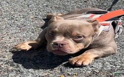 American Bully dogs for sale: Lance - Image 13
