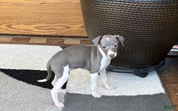 Italian Greyhound dogs for sale: KK - Image 8