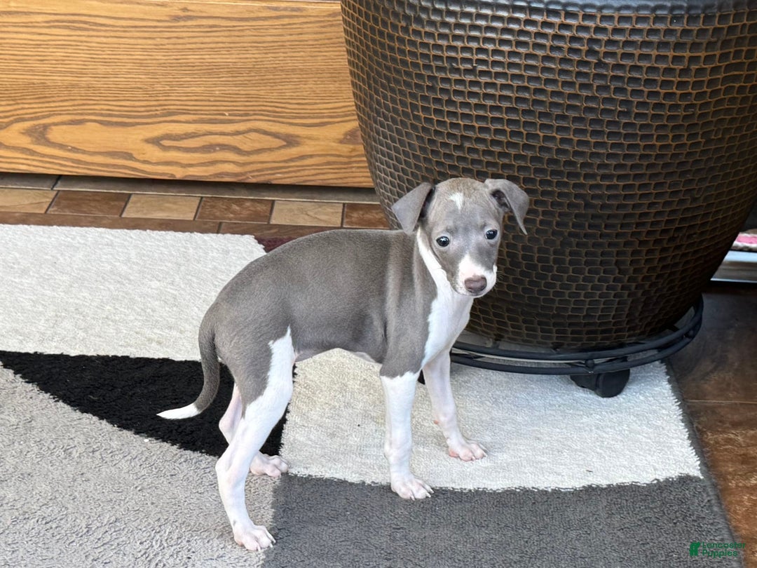 Italian Greyhound dogs for sale: KK - Image 8