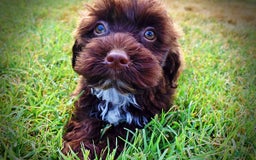 Havapoo dogs for sale: Havapoo 7 puppies - Image 12