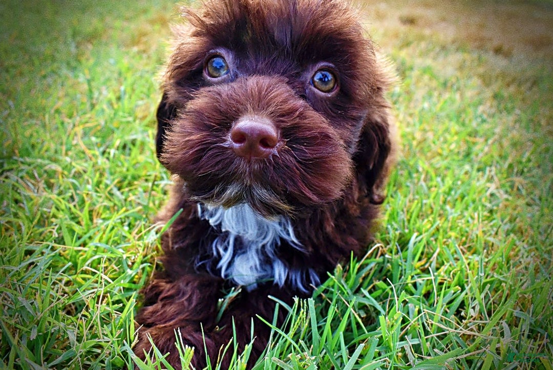 Havapoo dogs for sale: Havapoo 7 puppies - Image 12