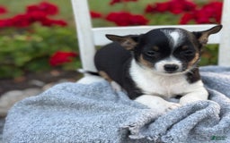Chihuahua dogs for sale: Sprout - Image 6
