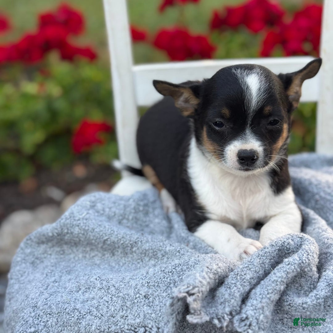 Chihuahua dogs for sale: Sprout - Image 6