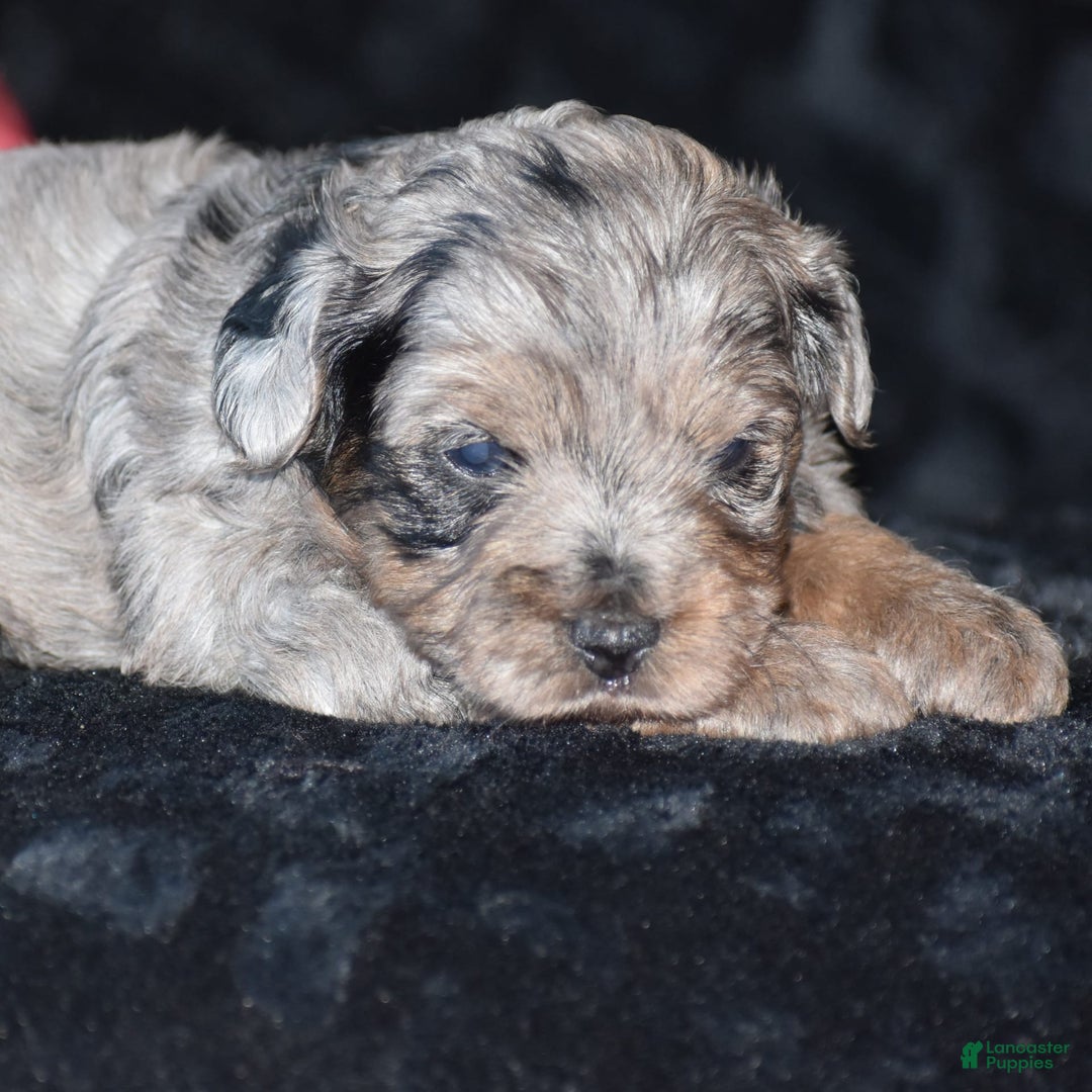 Yorkiepoo dogs for sale: Pluto - Image 2