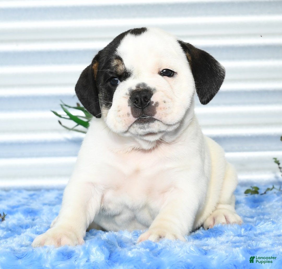 Beabull dogs for sale: Iris - Image 3