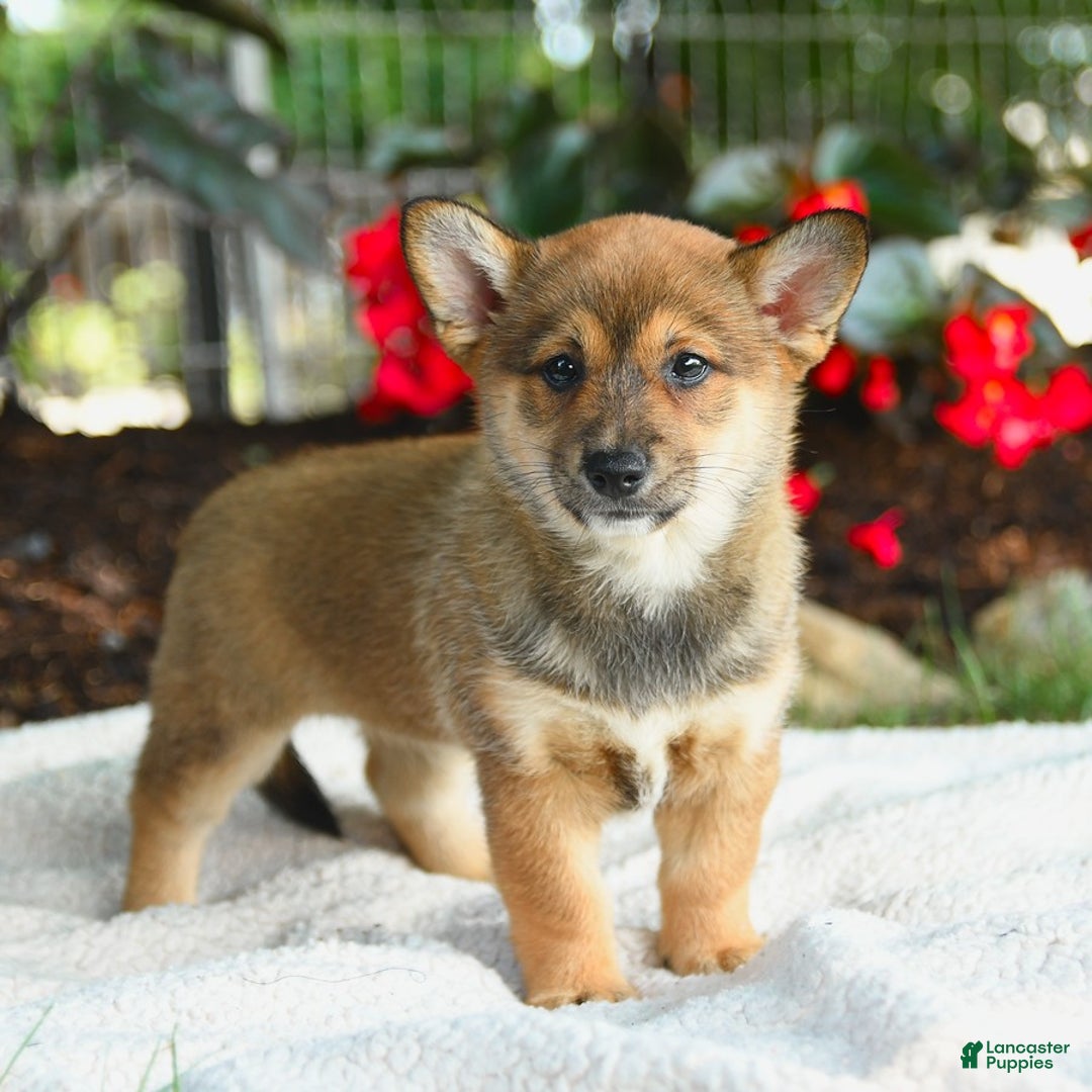 Shiba Inu dogs for sale: Honey - Image 3