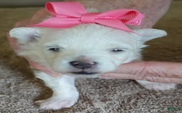 Maltipoo dogs for sale: Amara - Image 1