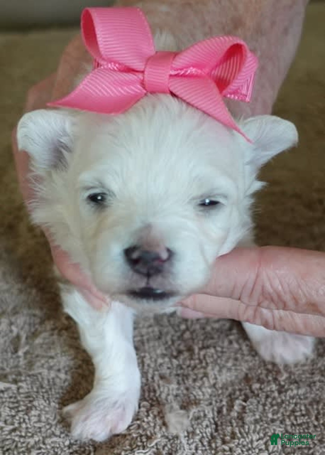 Maltipoo dogs for sale: Amara - Image 1