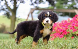 Bernese Mountain Dog dogs for sale: Goliath - Image 3