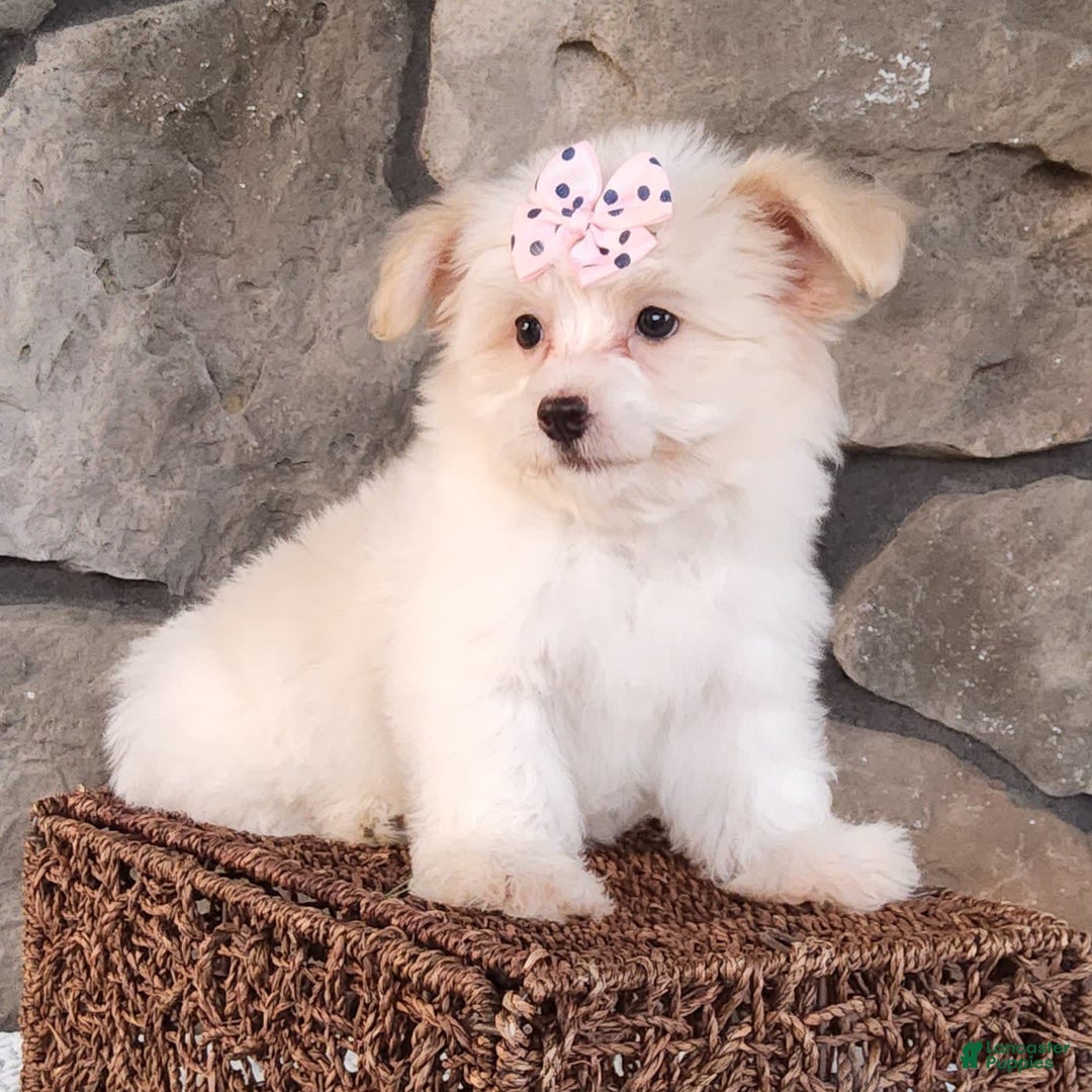 Havanese dogs for sale: Daisy - Image 11