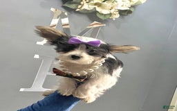 Yorkshire Terrier dogs for sale: Patrick Starr - Image 30