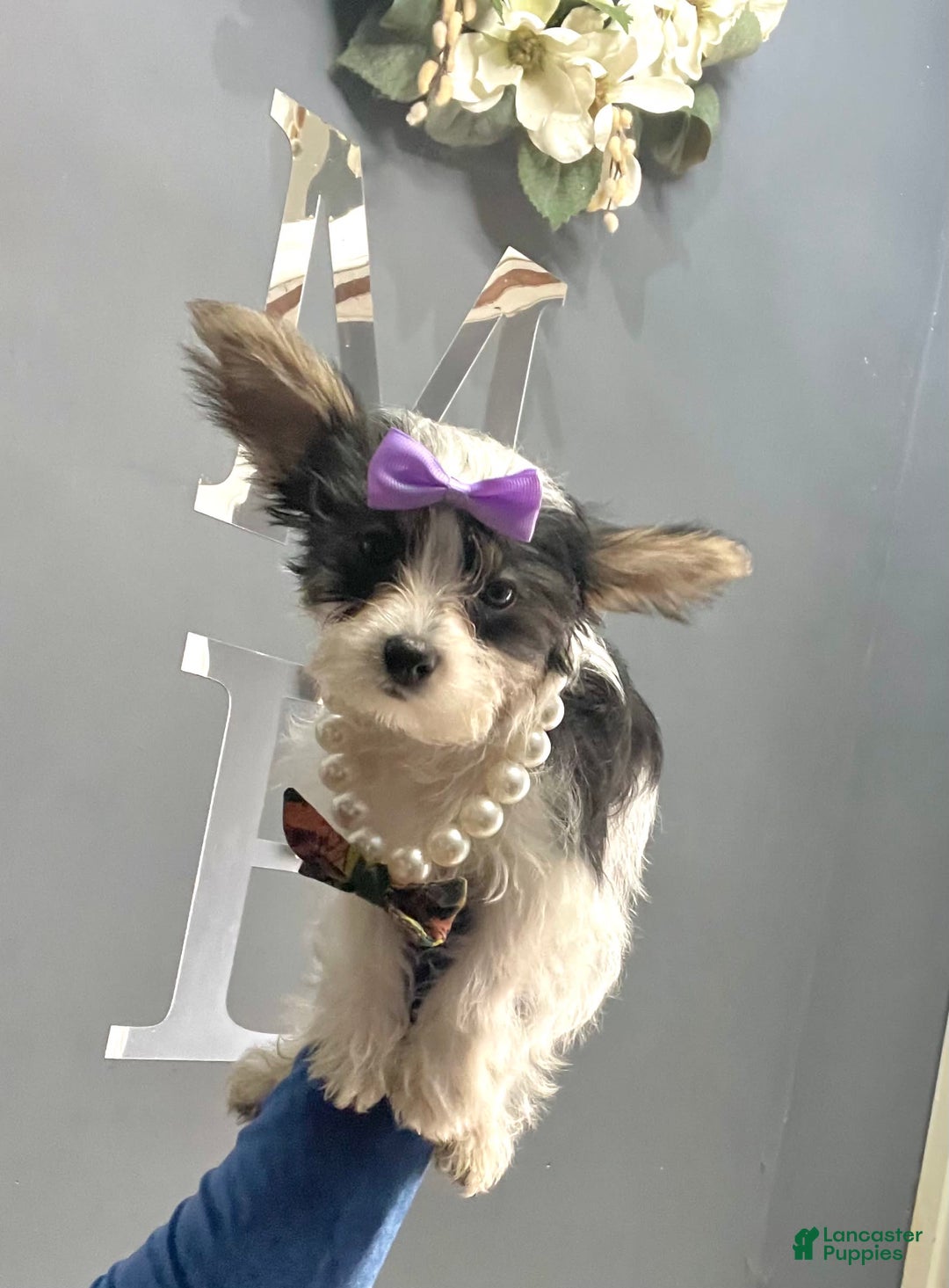 Yorkshire Terrier dogs for sale: Patrick Starr - Image 30
