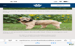 Bernedoodle dogs for sale: Lola - Image 7