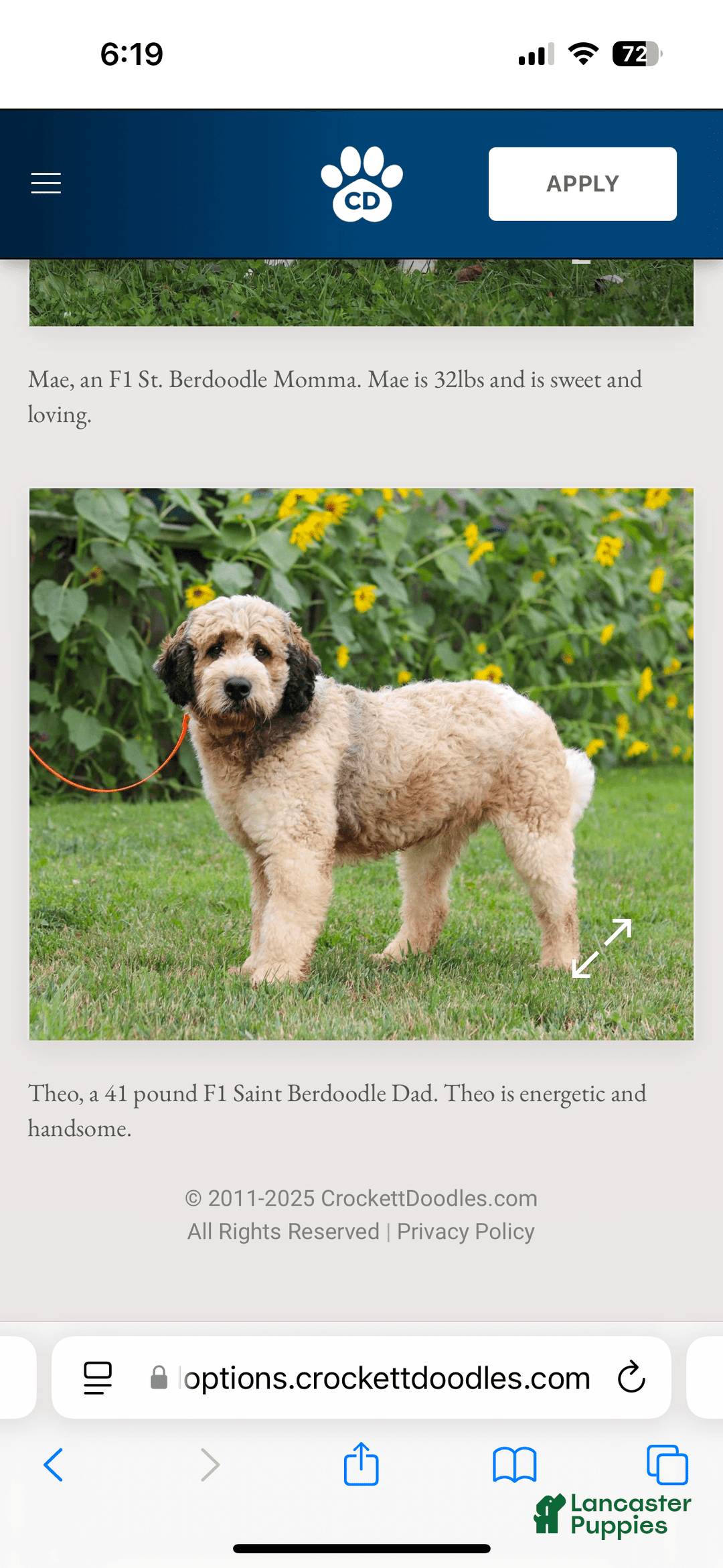 Bernedoodle dogs for sale: Lola - Image 7