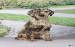 Havapoo dogs for sale: Molly - Image 11