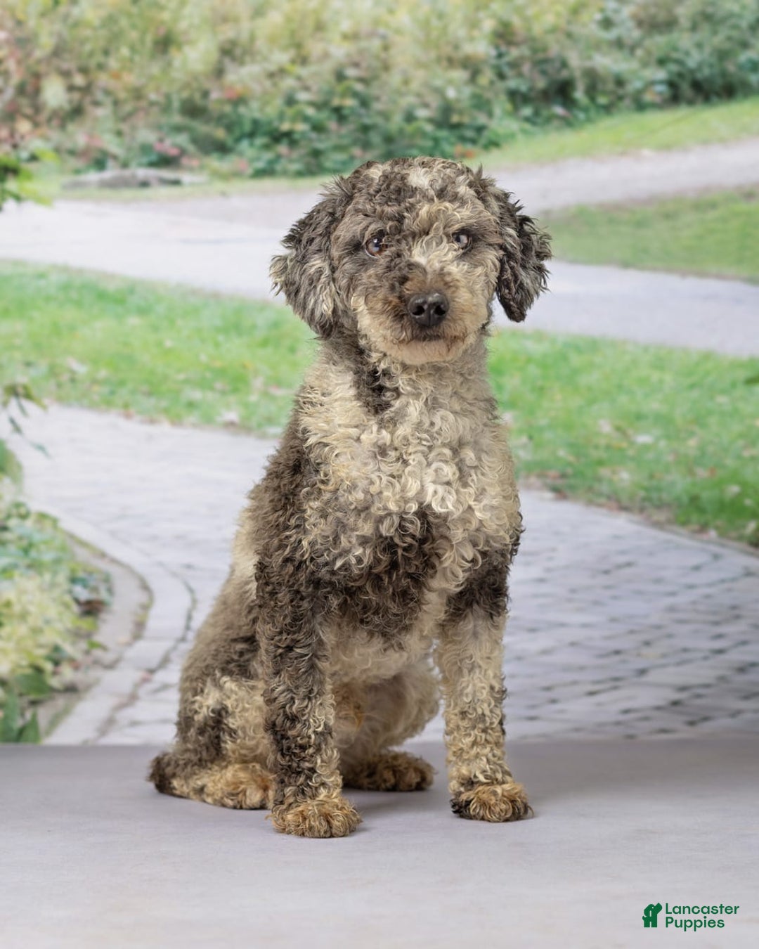 Havapoo dogs for sale: Molly - Image 11