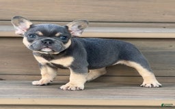 French Bulldog dogs for sale: Harriet - Image 11
