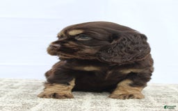 Cocker Spaniel dogs for sale: Ranger - Image 9