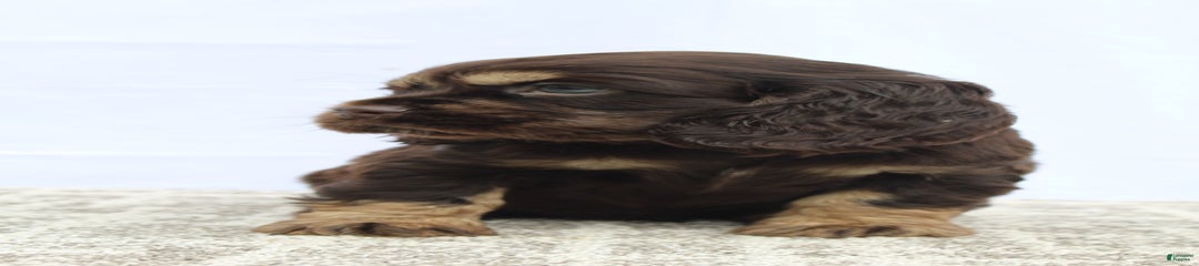 Ranger