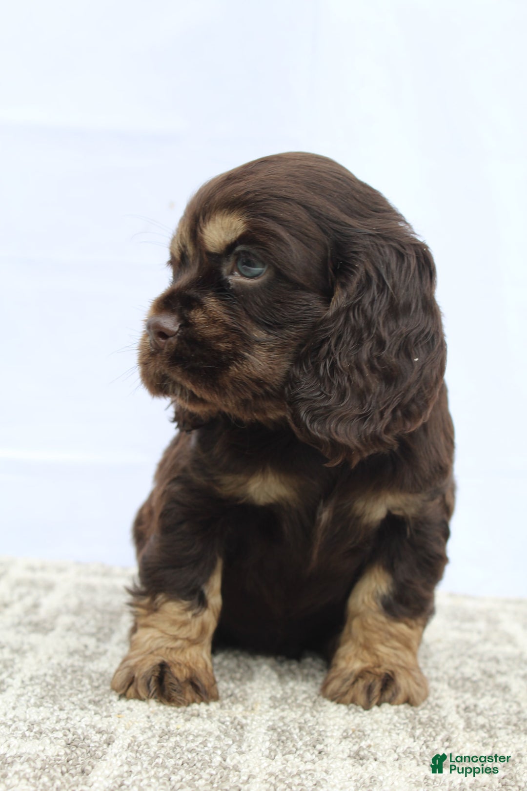 Cocker Spaniel dogs for sale: Ranger - Image 9