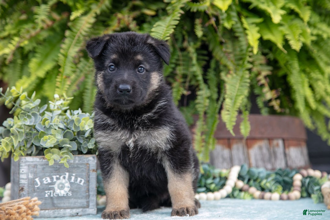 German Shepherd dogs for sale: Arya - Image 1