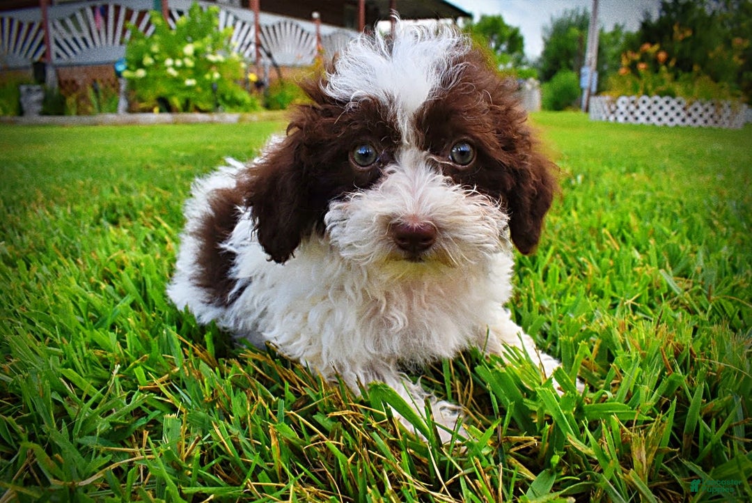 Havapoo dogs for sale: Bella - Image 9