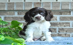 Cocker Spaniel dogs for sale: Jollie - Image 3