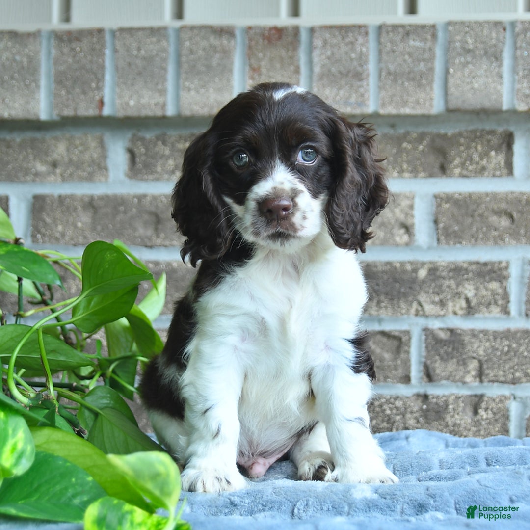 Cocker Spaniel dogs for sale: Jollie - Image 3