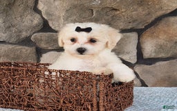 Bichpoo dogs for sale: Echo - Image 6