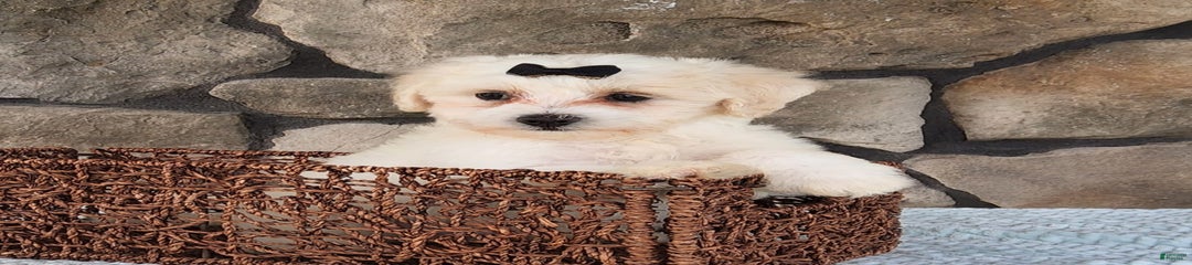 Echo