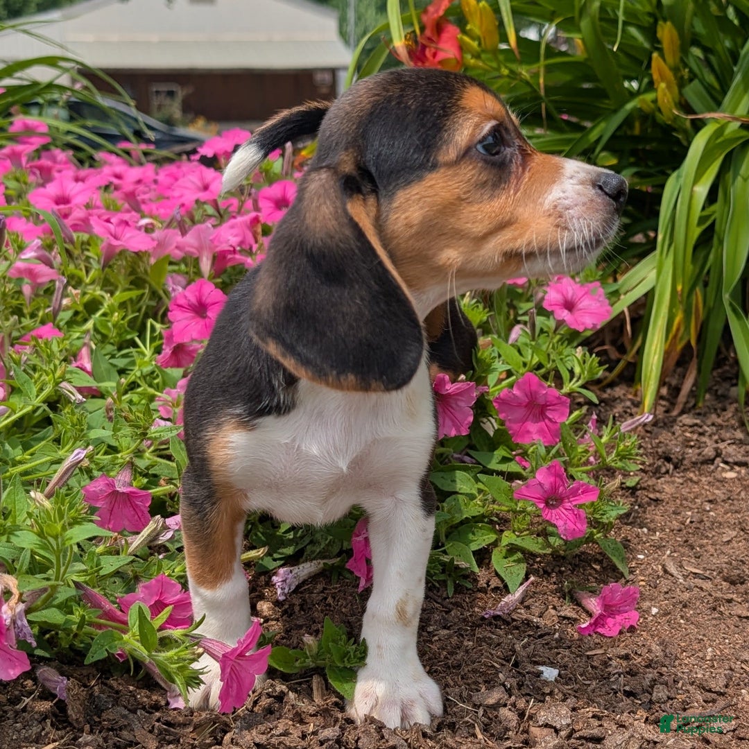 Beagle dogs for sale: Cream - Image 5